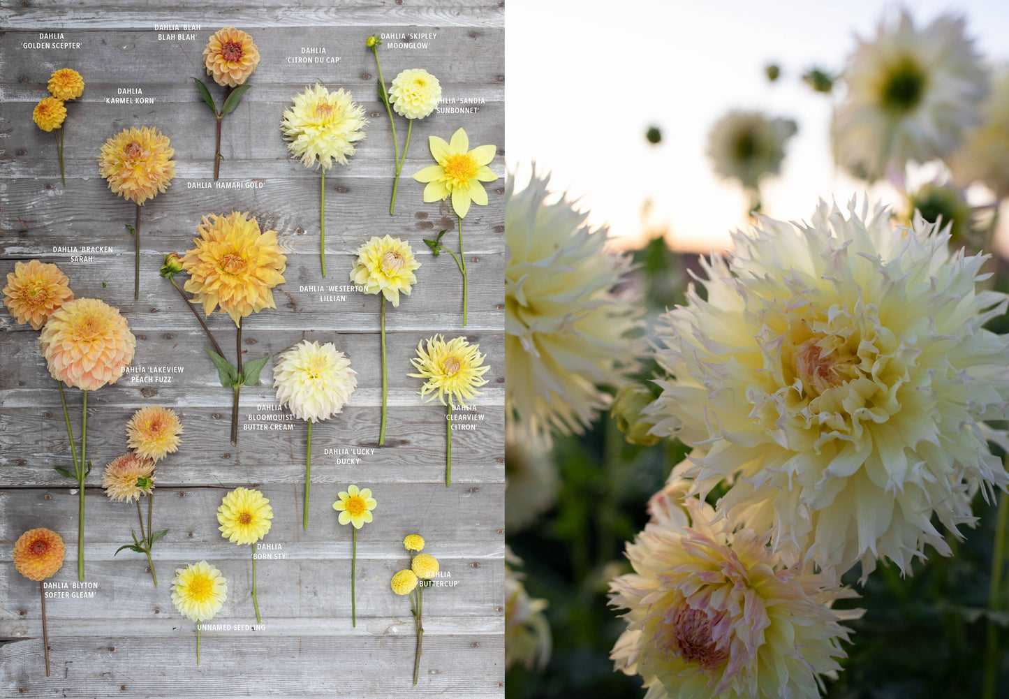 Floret Farm's Discovering Dahlias